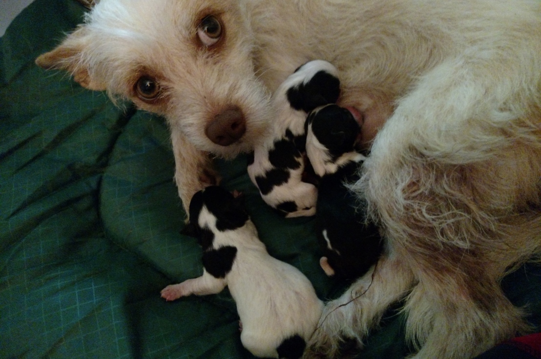 Delight has her puppies